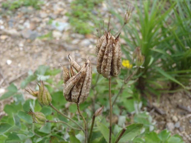 アキレギア オダマキ セイヨウオダマキ 花から花へと