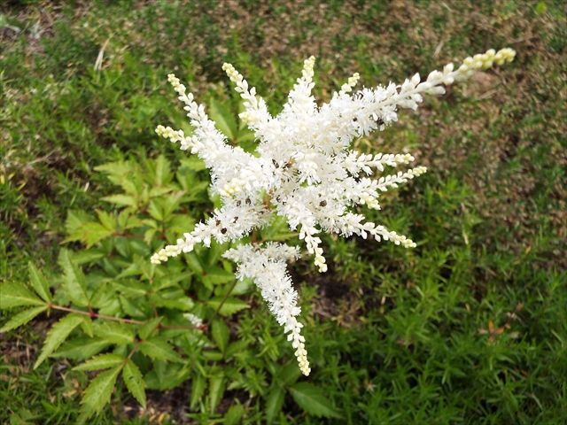 アスチルベ アワモリソウ アケボノショウマ 花から花へと