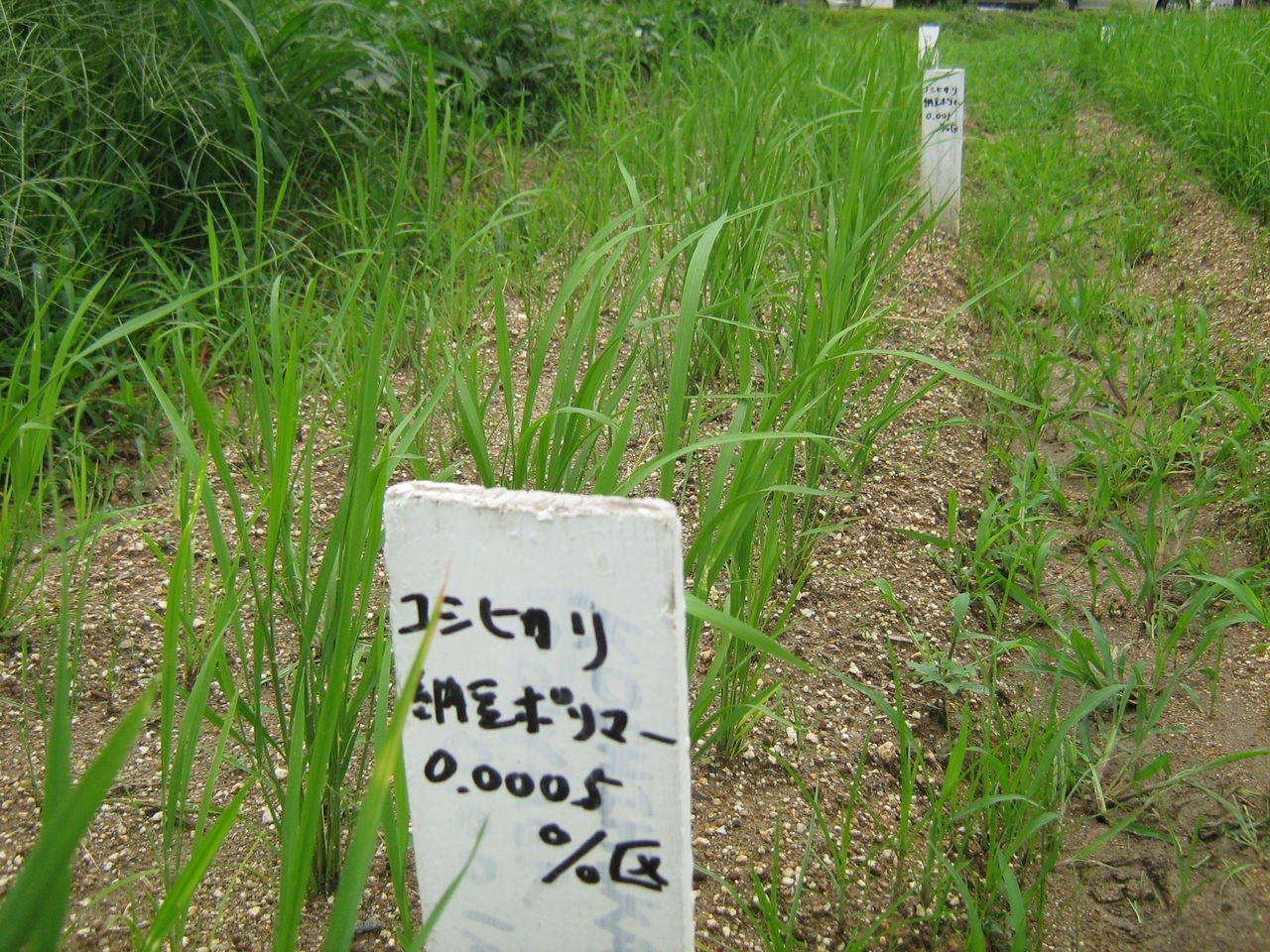 コシヒカリ　農文協　日本作物学会北陸支部　農業技術　イネ　コメ　稲作　稲学　農学 コシヒカリ 農文協 日本作物学会北陸支部 農業技術 イネ コメ