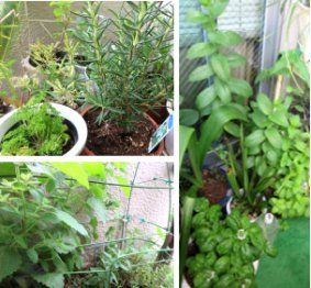 ベランダのハーブ園 たのしいものたち