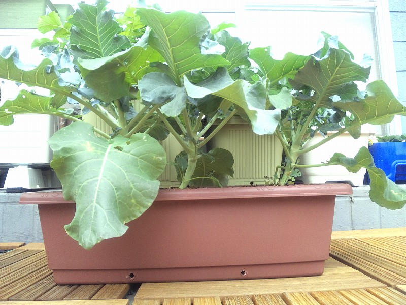 ブロッコリー栽培 小さすぎるプランター ベランダで家庭菜園 プランターで栽培日記