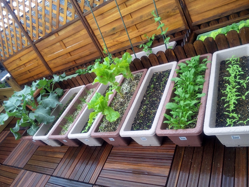 台風対策 ベランダのプランター野菜たち ベランダで家庭菜園 プランターで栽培日記