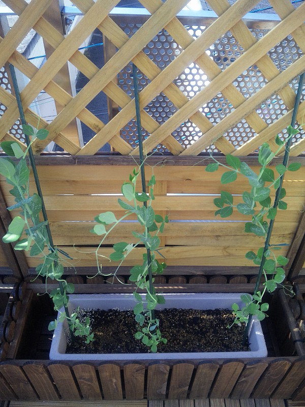 スナップエンドウ栽培 ミニキャロット栽培 ベランダで家庭菜園 プランターで栽培日記