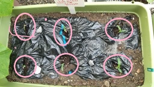 トウモロコシと枝豆を混植 コンパニオンプランツ 家庭菜園初心者のブログ