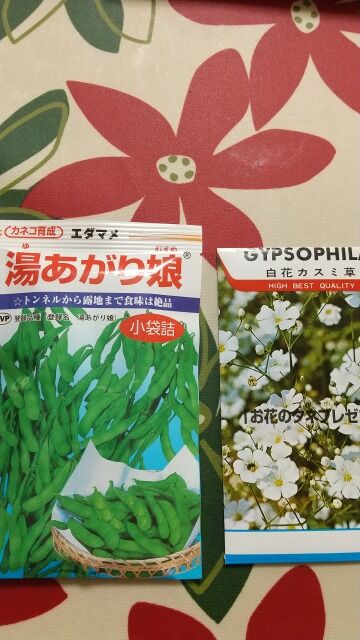 トウモロコシと枝豆を混植 コンパニオンプランツ 家庭菜園と楽天レシピを活用するブログ トウモロコシと枝豆を混植 コンパニオンプランツ 家庭菜園と楽天レシピを活用するブログ