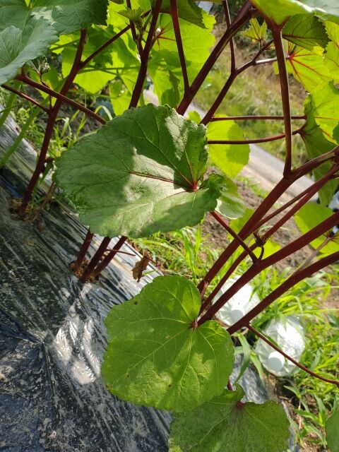 赤オクラ ヘルシエ初収穫 肥料のあげすぎで木ボケにorz 家庭菜園と楽天レシピを活用するブログ
