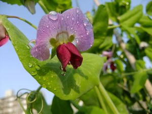 ツタンカーメンDSCF8964