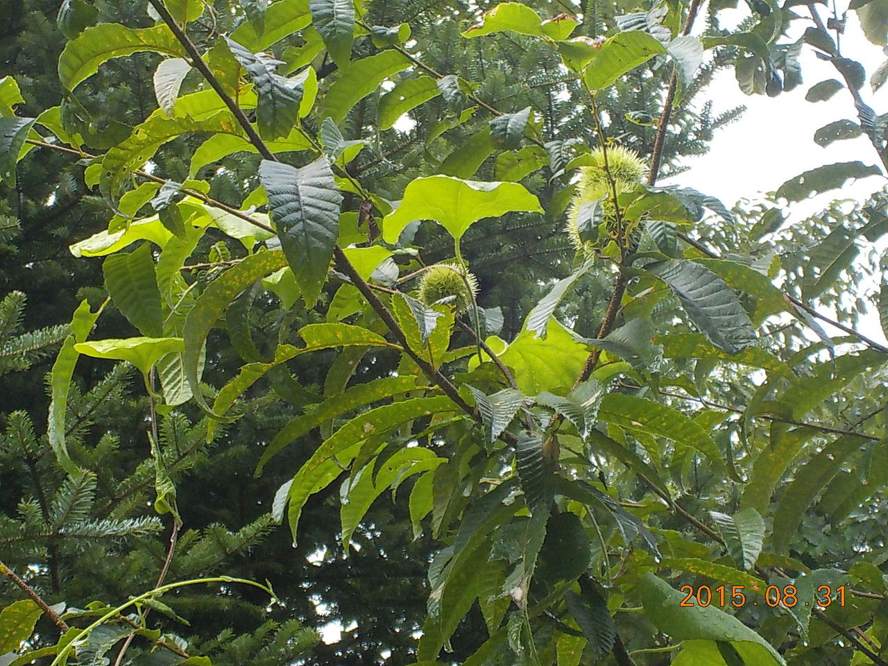 白州の杜からブログ 15年08月