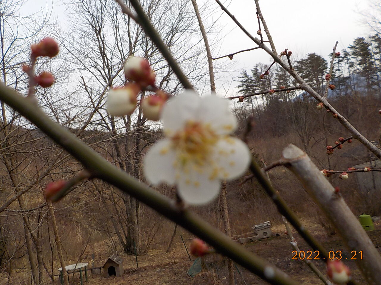 白州の杜からブログ わが家の山菜 コシアブラのみ元気だ ウドはまだか