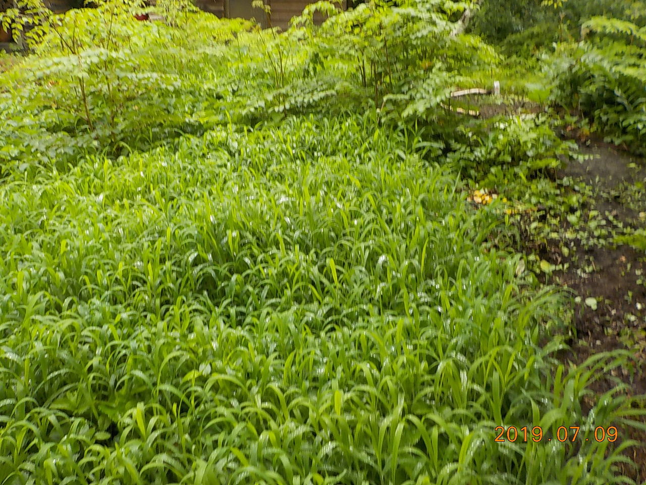 白州の杜からブログ 区画内のイチゴ畑で雨を吸って伸びたもの