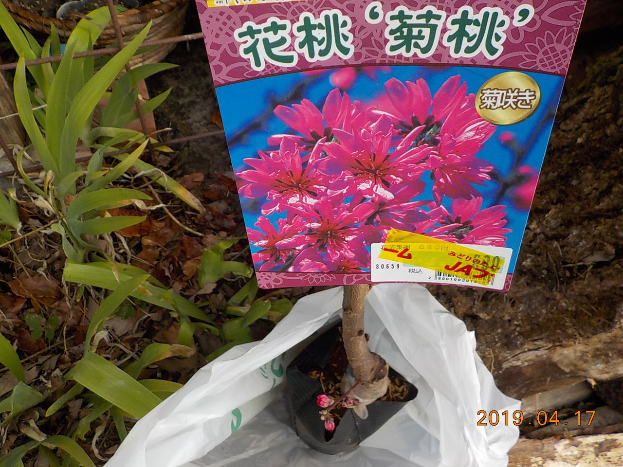 白州の杜からブログ 19年04月17日