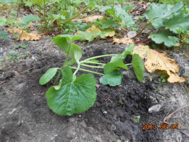 白州の杜からブログ ズッキーニを知らずに プランターに植えてしまった