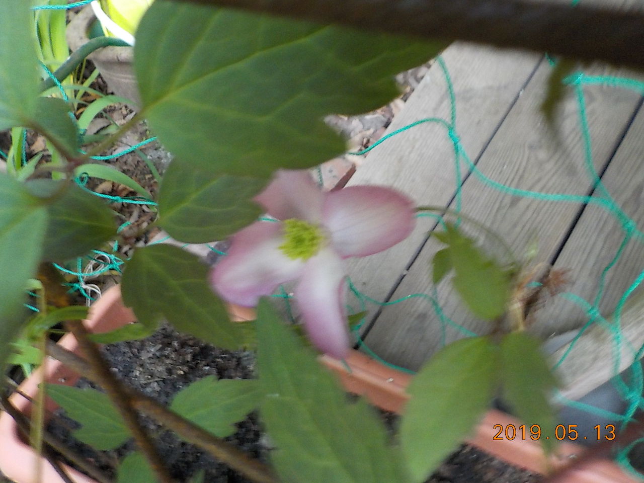 白州の杜からブログ モンタナ系クレマチス開花