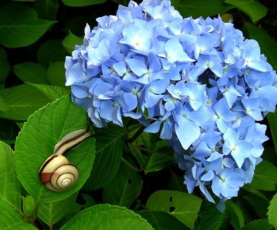 紫陽花にはかたつむりが似合う Blog 明日死ぬと思って生き 永遠に生きると思って学ぶ 紫陽花にはかたつむりが似合う Blog 明日死ぬと思って生き 永遠に生きると思って学ぶ