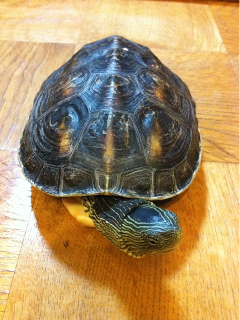 亀と友達になりました Hummingbird