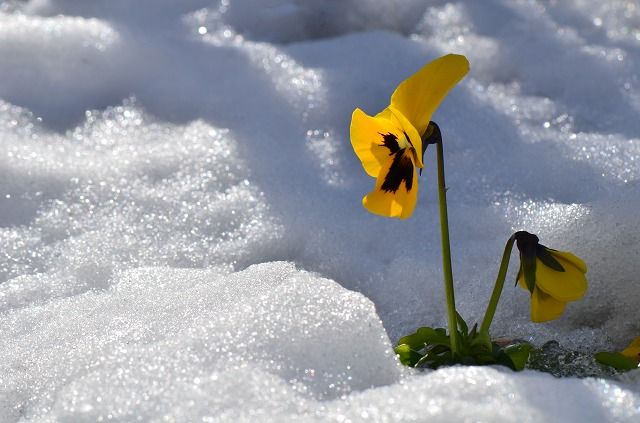 雪にも負けず咲く節分草 パンジー 四季の野草たより 雪にも負けず咲く節分草 パンジー 四季の野草たより