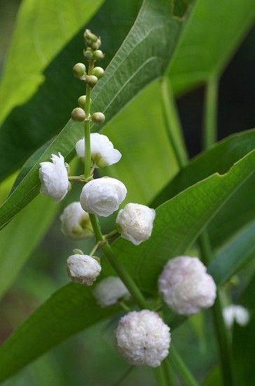 狸豆 花クワイ 庭の花 1 四季の野草たより 狸豆 花クワイ 庭の花 1 四季の野草たより