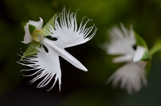サギソウ 御岳山のレンゲショウマ 四季の野草たより