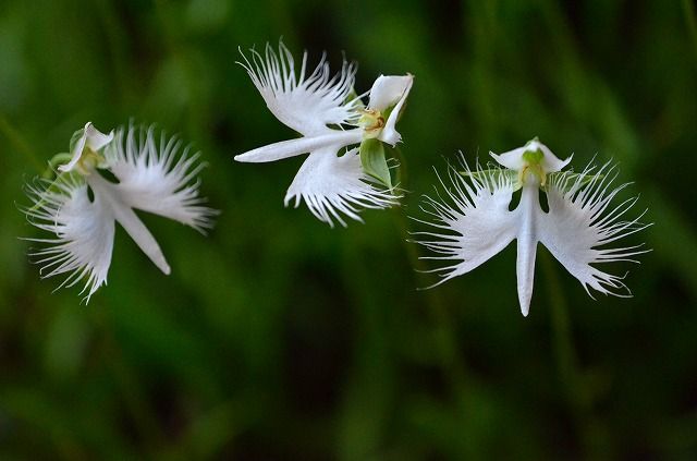 サギソウ 御岳山のレンゲショウマ 四季の野草たより