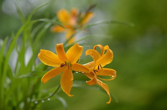 庭の花 初夏 四季の野草たより 庭の花 初夏 四季の野草たより