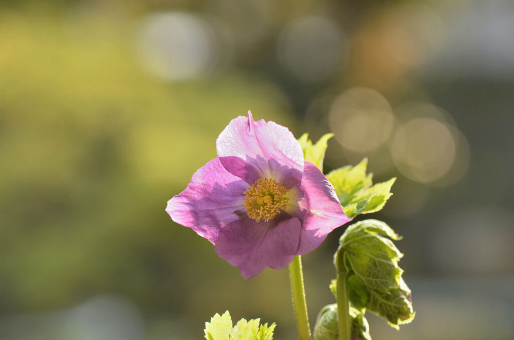 庭の春の花 四季の野草たより