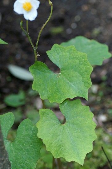 庭の黒いお花達 白いお花 四季の野草たより
