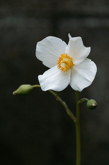 庭の黒いお花達 白いお花 四季の野草たより