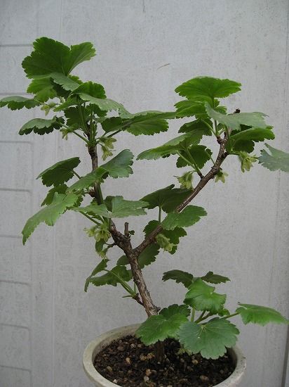 庭の花 ２ 翁草 ヤシャビシャクなど 四季の野草たより