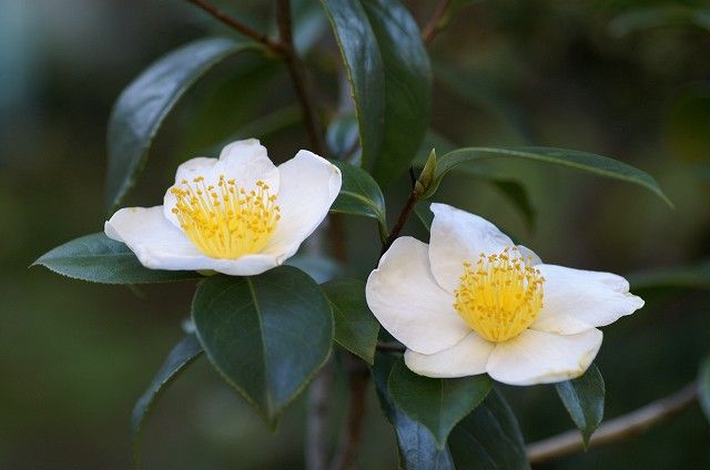 雪椿 庭の花 四季の野草たより