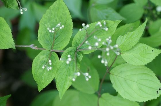植物観察会 ウツギの花 四季の野草たより 植物観察会 ウツギの花 四季の野草たより