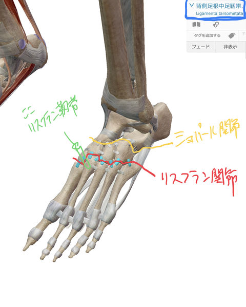 足の甲の痛み リスフラン関節損傷についてのテーピングを教えてください にお答えします Katz Blog
