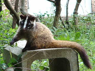 鼻の白い動物 Tomo日記
