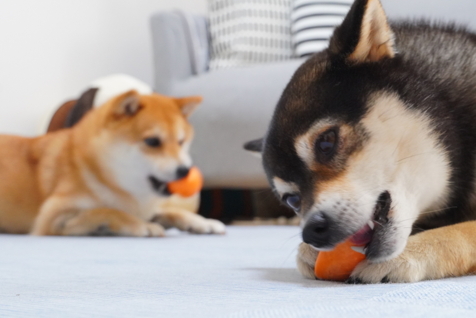しば犬のしばぞうさん こんにちは さようなら 豆柴麦うた日記 しば犬のしばぞうさん こんにちは さようなら 豆柴麦うた日記
