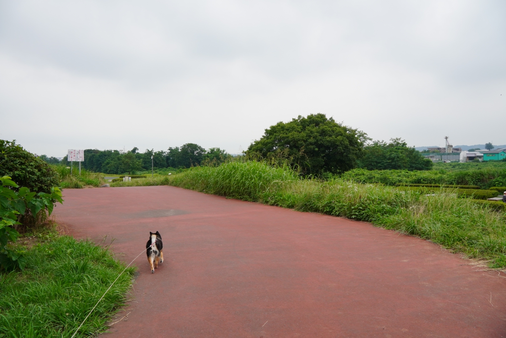 多摩川中央公園でおさんぽ 豆柴麦うた日記 多摩川中央公園でおさんぽ 豆柴麦うた日記