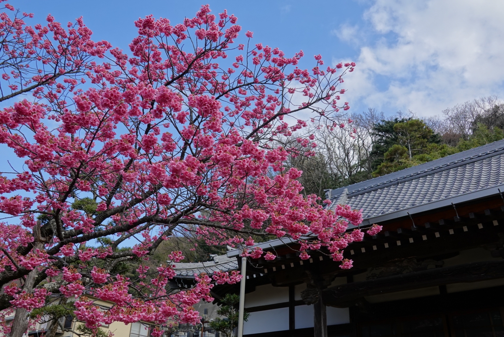 ぐるり伊豆の旅2日目 1 桜と岬と馬ロック 豆柴麦うた日記