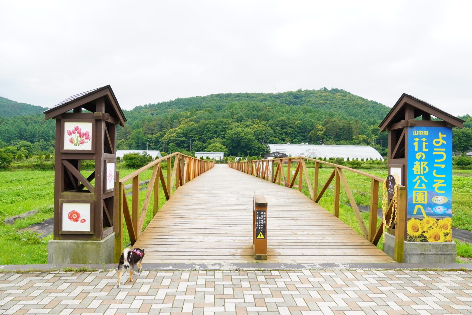 山梨観光 山中湖花の都公園でポピー キカラシ かすみ草開花 豆柴麦うた日記 山梨観光 山中湖花の都公園でポピー キカラシ かすみ草開花 豆柴麦うた日記