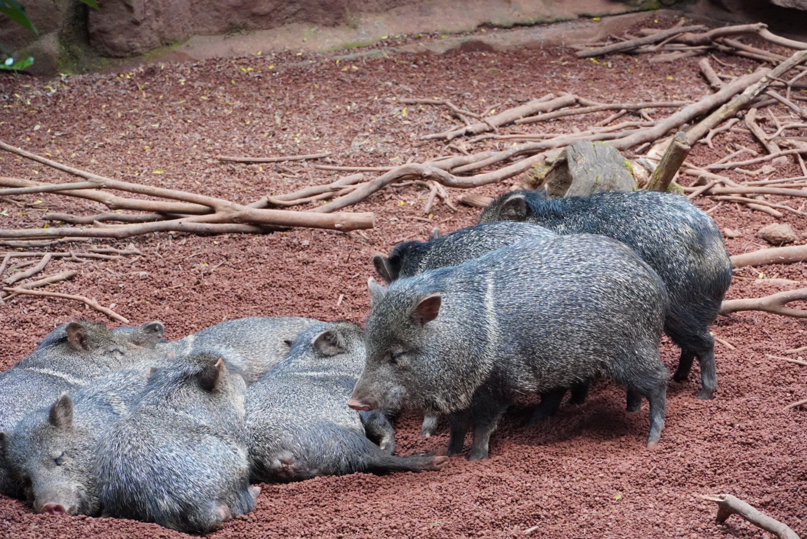 伊豆へおでかけ 2 伊豆シャボテン動物公園 前編 豆柴麦うた日記 伊豆へおでかけ 2 伊豆シャボテン動物公園 前編 豆柴麦うた日記