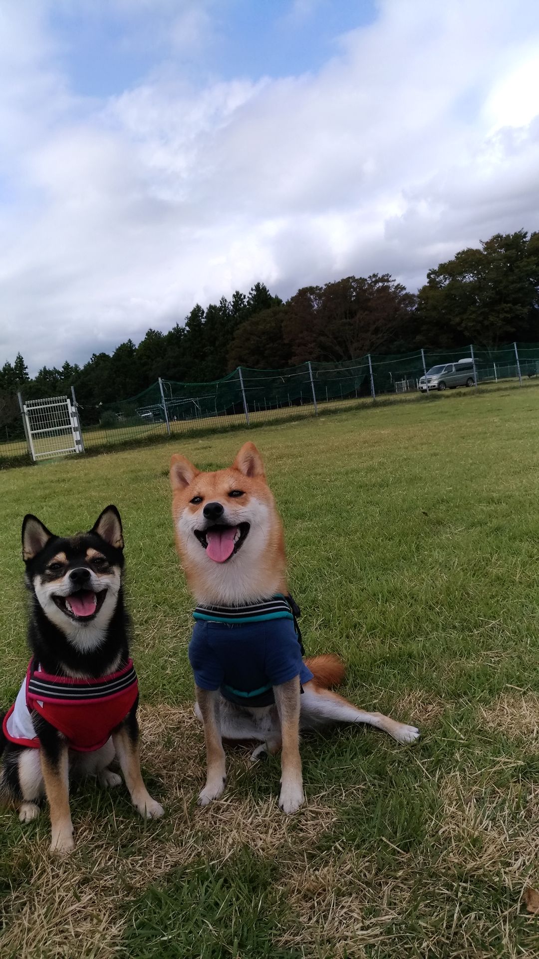 再び足柄ドッグランcocoへおでかけ 豆柴麦うた日記