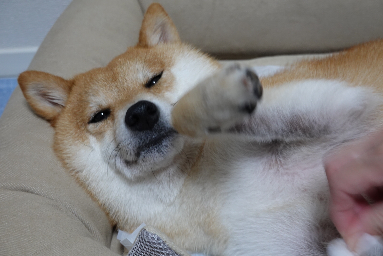 麦のカイカイ 5 アポキル錠を止めた後の状況 豆柴麦うた日記