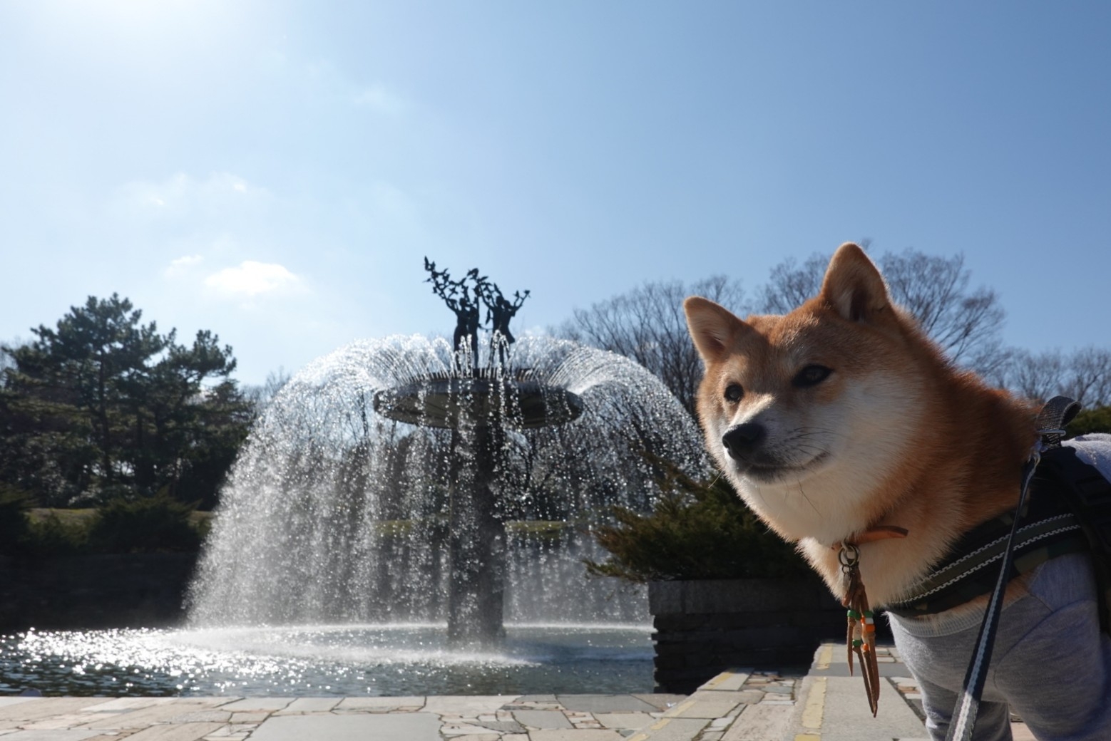 昭和記念公園でお散歩 豆柴麦うた日記