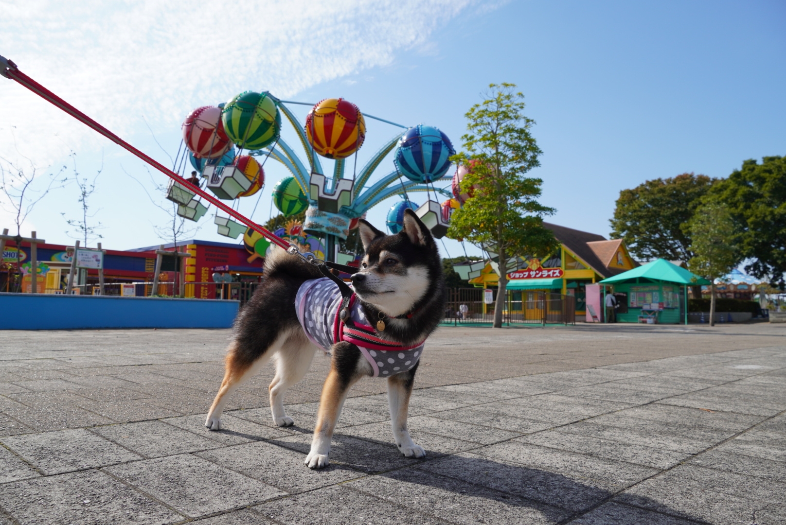 ひたち海浜公園におでかけ 2 色鮮やかなコスモスとドッグカフェペニーレイン 豆柴麦うた日記
