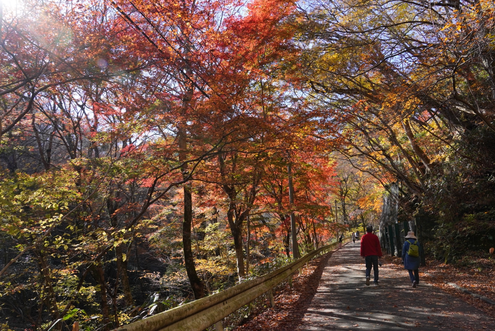 栃木・茨城紅葉巡り-6|竜神大吊橋と花貫渓谷 : 豆柴麦うた日記