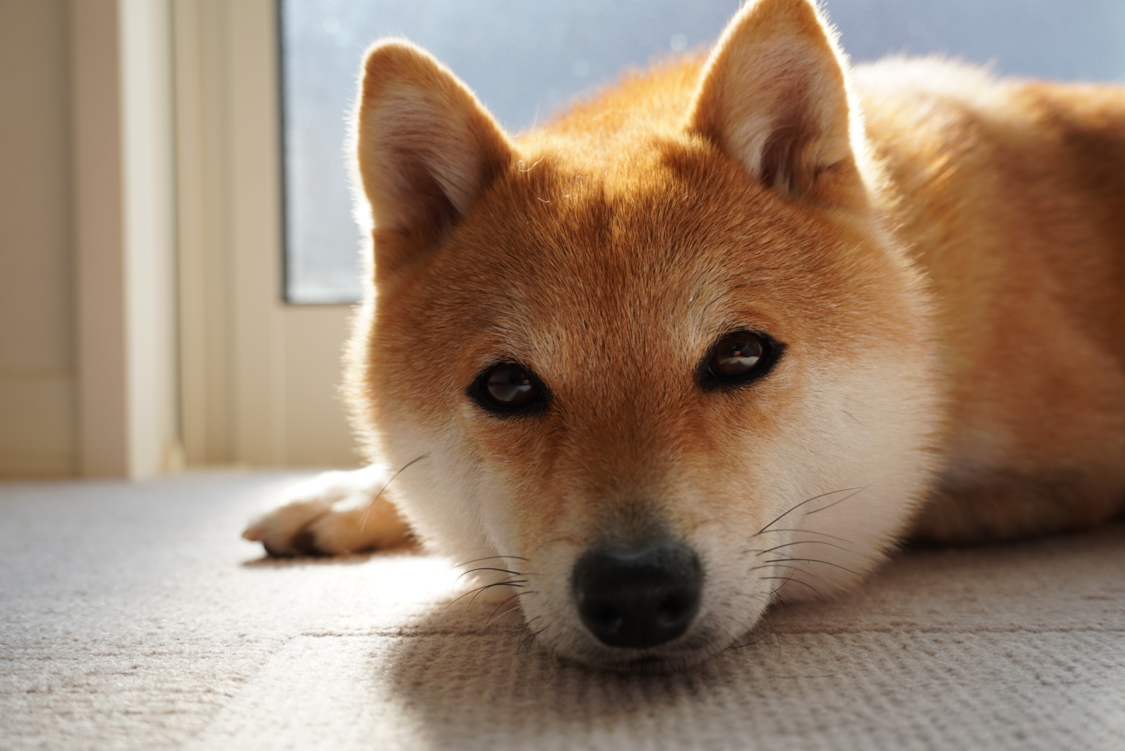 麦のカイカイｰ4 かゆみ止め薬アポキル錠が効かなくなって停止 豆柴麦うた日記