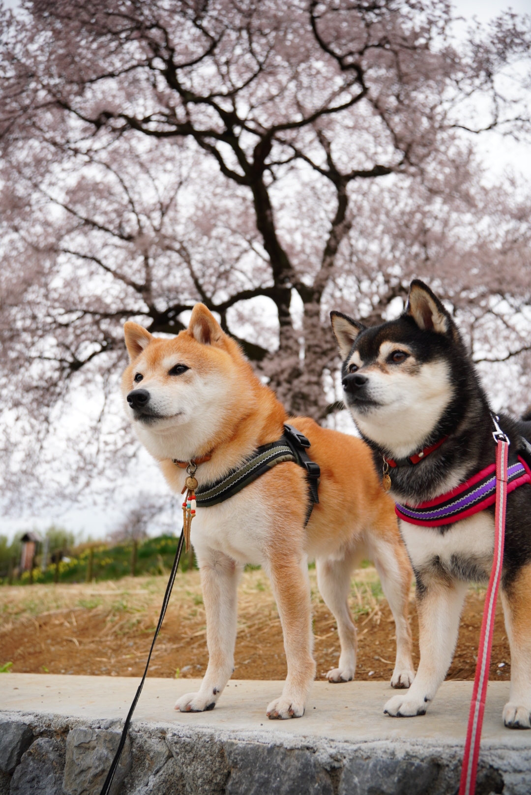 わに塚のサクラと山高神代桜 : 豆柴麦うた日記