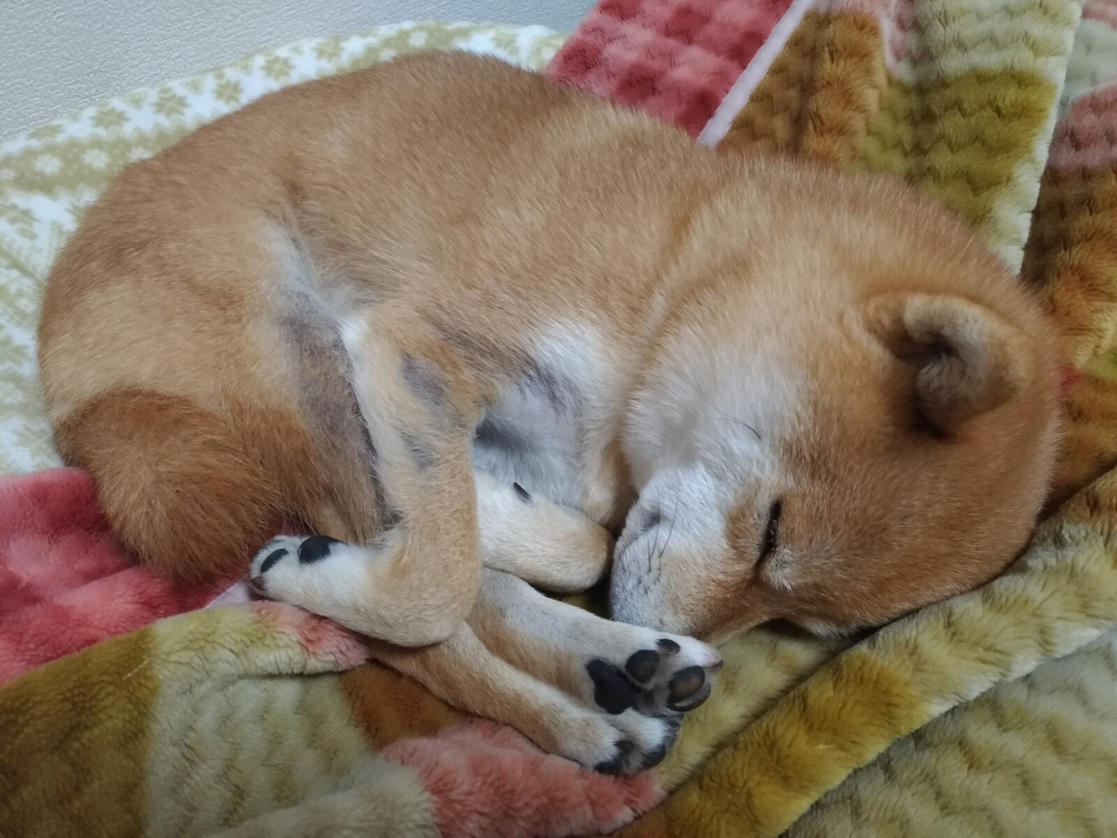 麦のカイカイｰ4 かゆみ止め薬アポキル錠が効かなくなって停止 豆柴麦うた日記