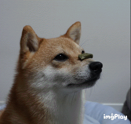 麦の新必殺技 鼻パク 初gif 豆柴麦うた日記
