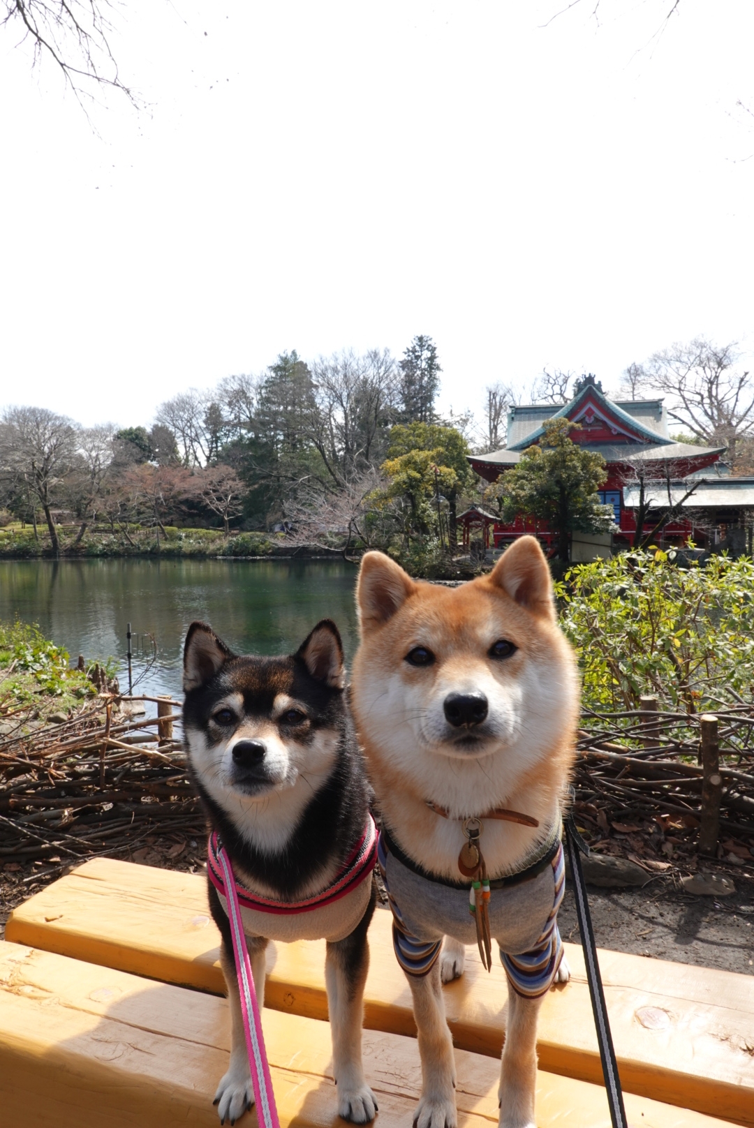 井の頭公園と食堂居酒屋どいちゃん 豆柴麦うた日記