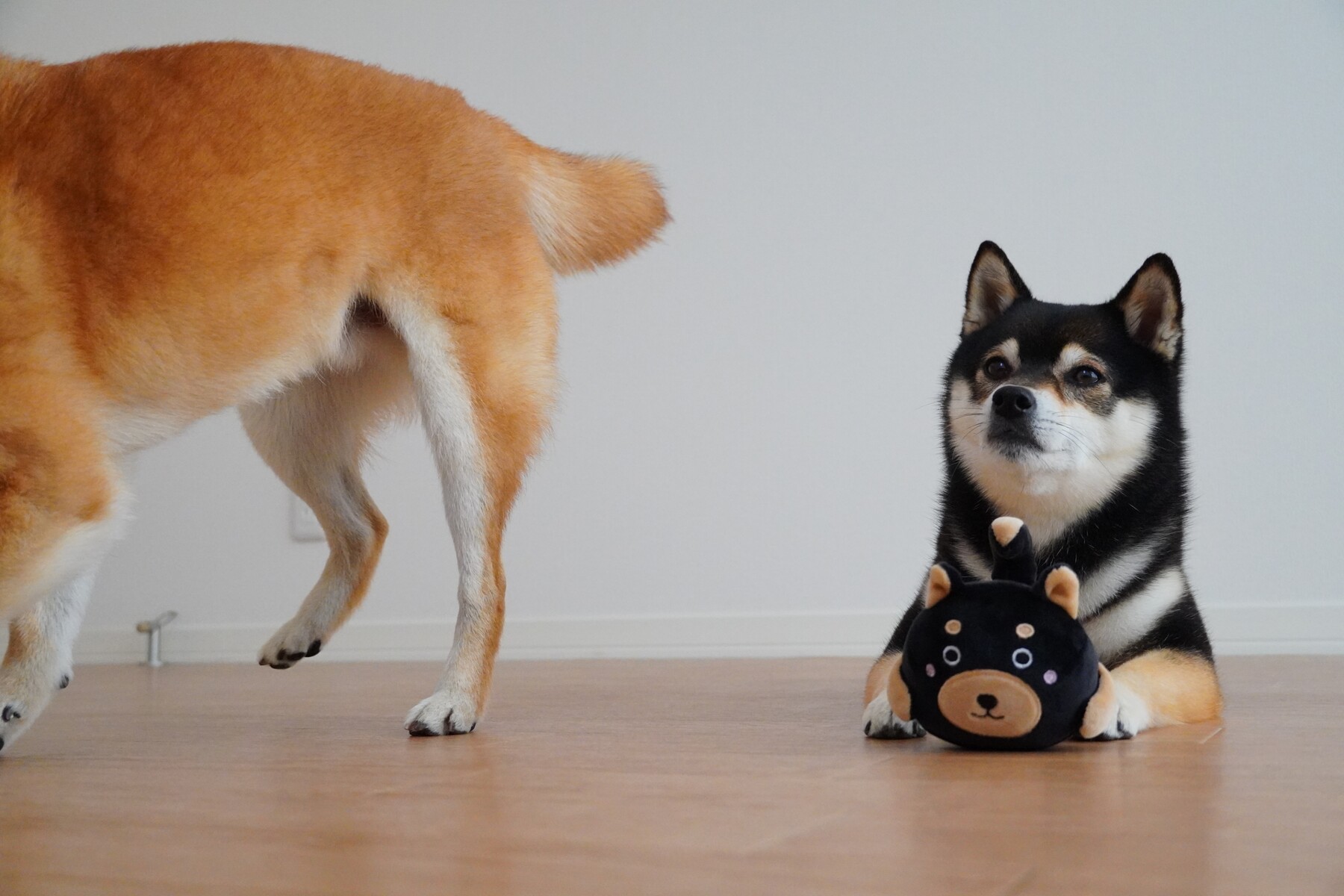 コーナンのおもちゃとか服とかバニーとか 豆柴麦うた日記