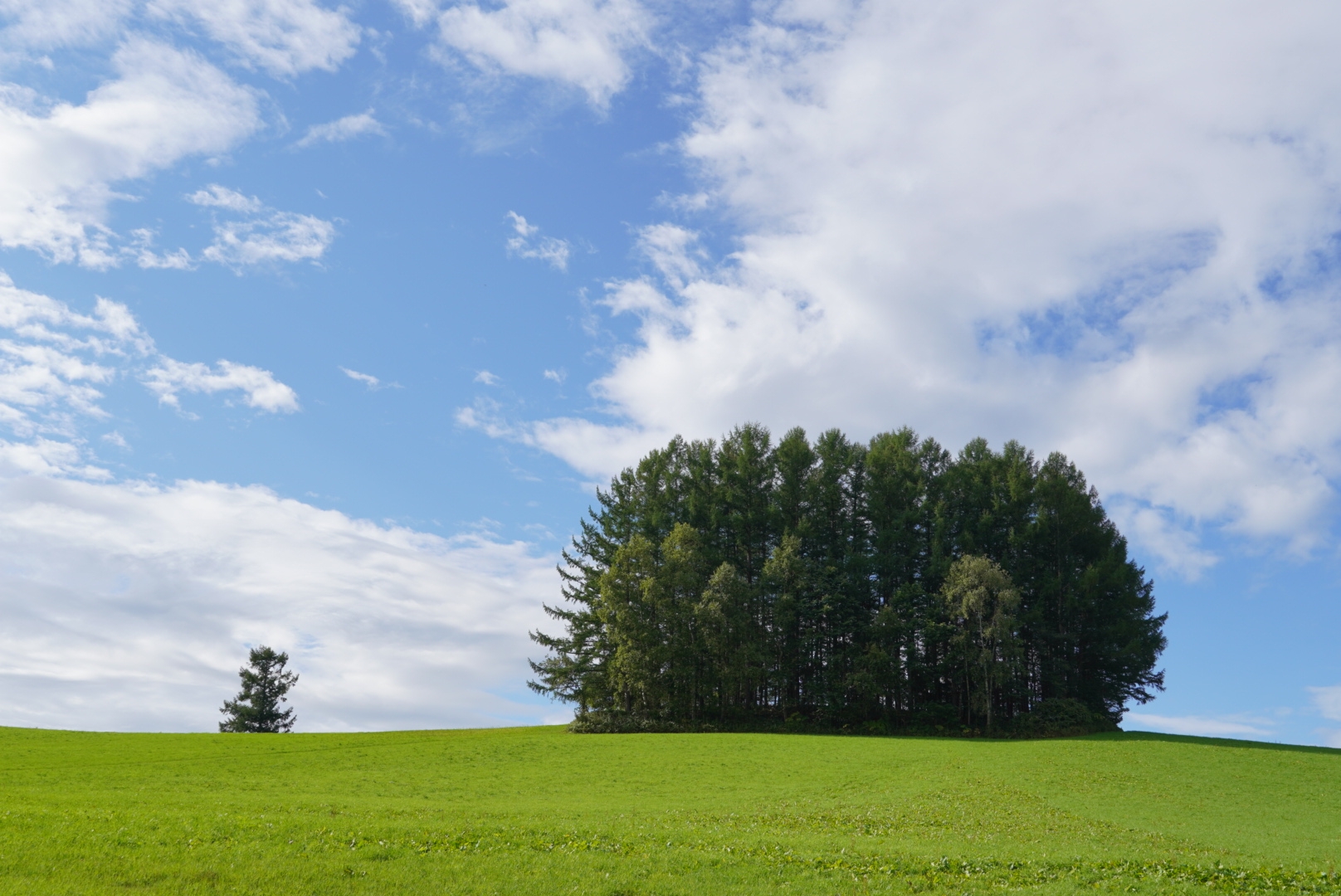 北海道の旅13日目 1 美瑛町 名木巡りとパッチワークの丘 豆柴麦うた日記