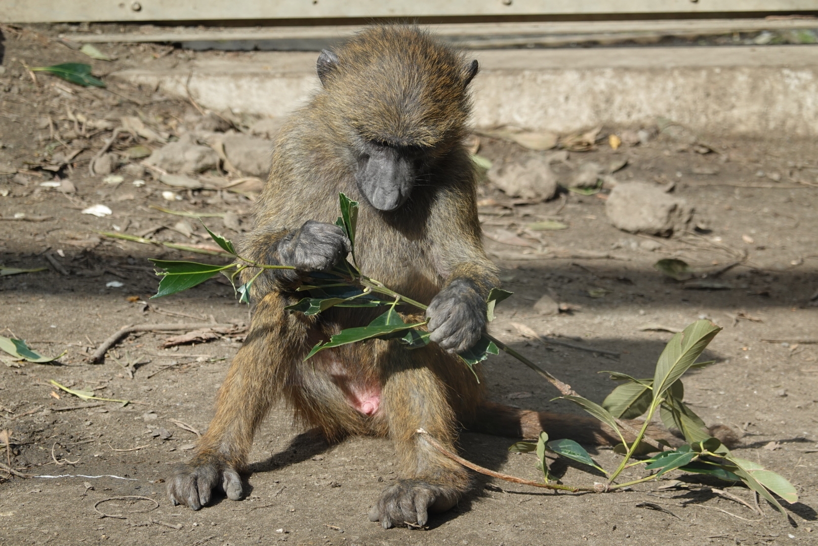 ぐるり伊豆の旅3日目 2 伊豆アニマルキングダム 豆柴麦うた日記